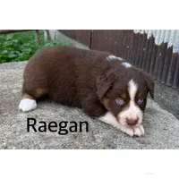 Raegan , a female Australian Shepherd for sale in Merrill, IA – 2 of 2