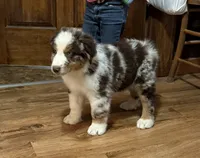 Nash , a male Australian Shepherd for sale in Merrill, IA – 2 of 4