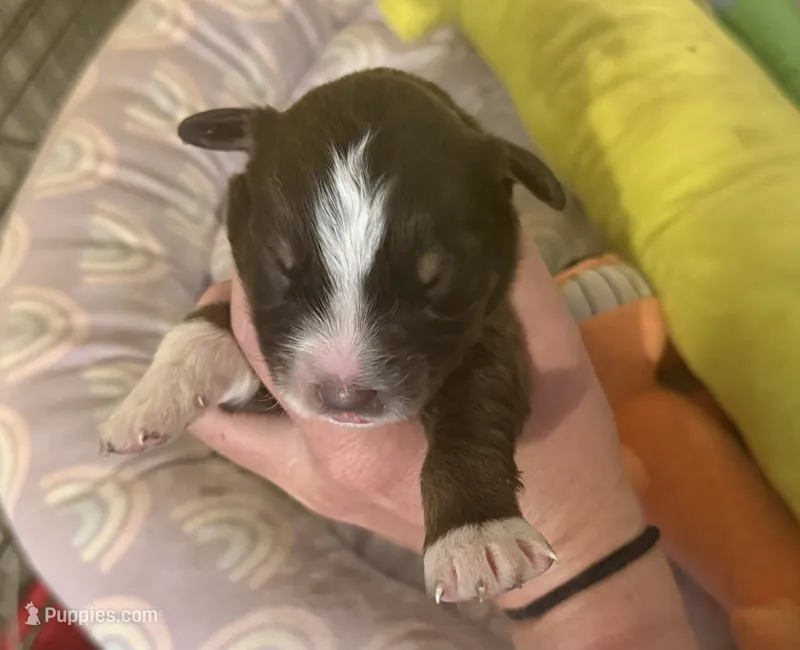 Max – Australian Shepherd puppy for sale in Merrill, IA