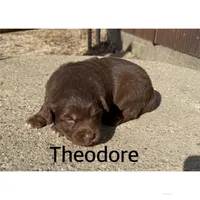 Theodore , a male Australian Shepherd for sale in Merrill, IA – Photo 2 of 2