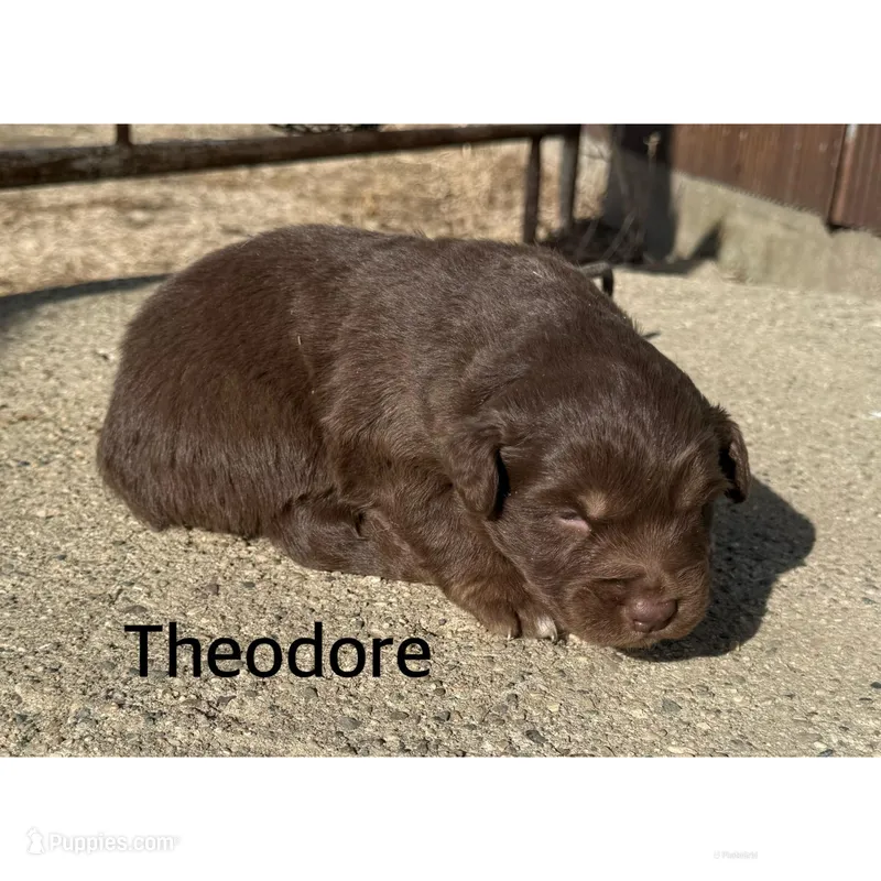 Theodore 