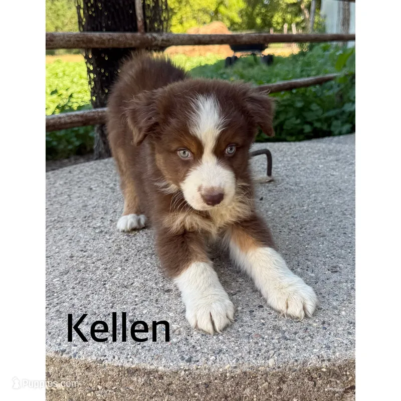 Kellen – Australian Shepherd puppy for sale in Merrill, IA