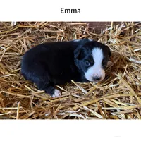 Emma, a female Australian Shepherd for sale in Merrill, IA – 1 of 2
