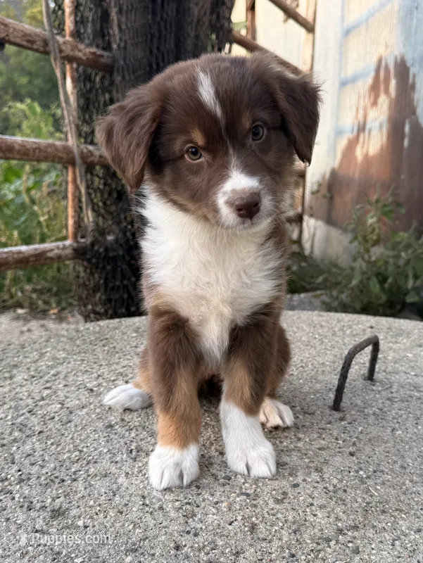 Danica – Australian Shepherd puppy for sale in Merrill, IA