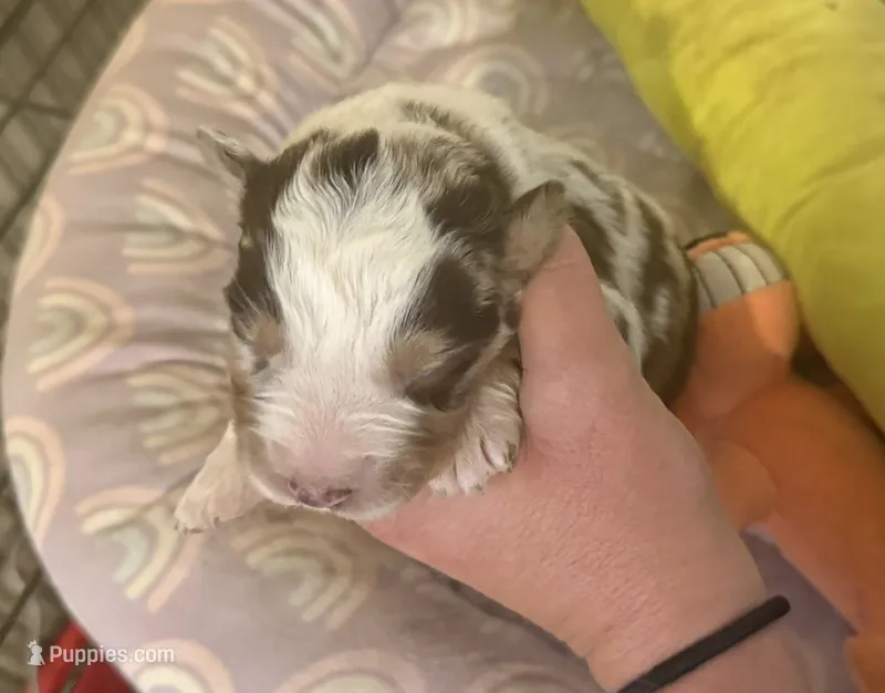 Nash – Australian Shepherd puppy for sale in Merrill, IA
