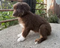 Madi, a female Australian Shepherd for sale in Merrill, IA – 2 of 2