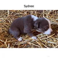 Sydnee, a female Australian Shepherd for sale in Merrill, IA – 2 of 2
