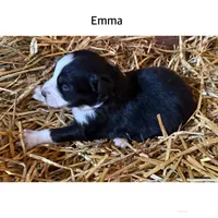 Emma, a female Australian Shepherd for sale in Merrill, IA – 2 of 2