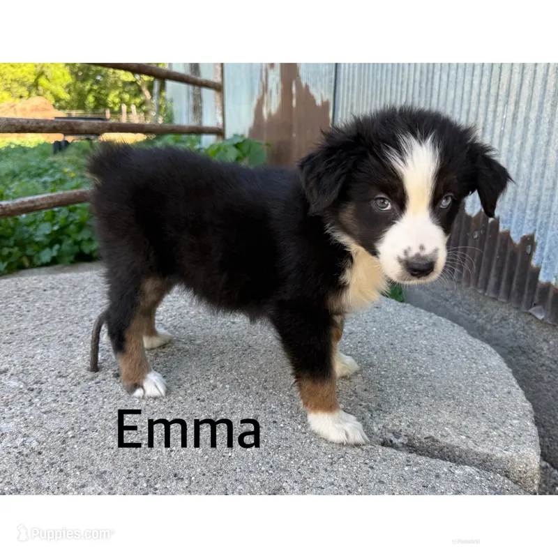 Emma – Australian Shepherd puppy for sale in Merrill, IA