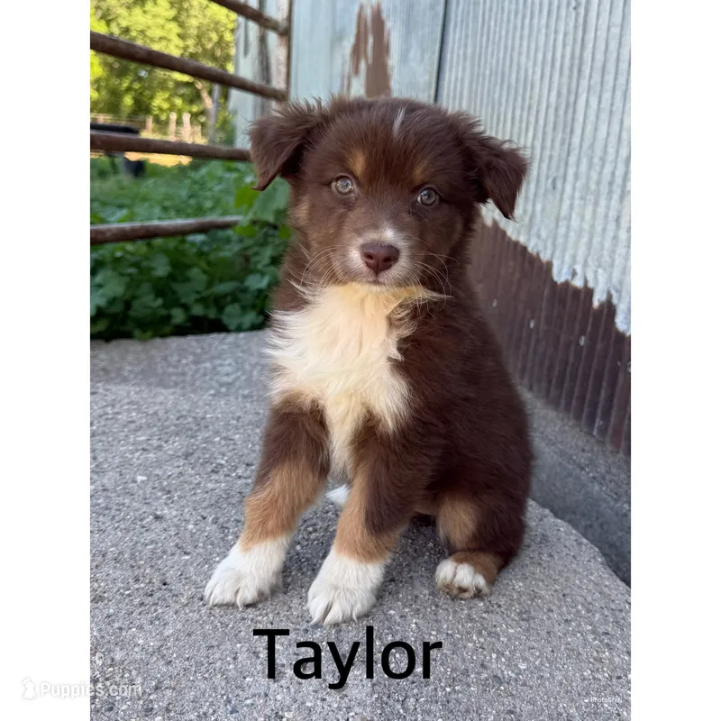 Taylor – Australian Shepherd puppy for sale in Merrill, IA