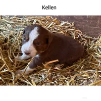 Kellen, a male Australian Shepherd for sale in Merrill, IA – 1 of 2