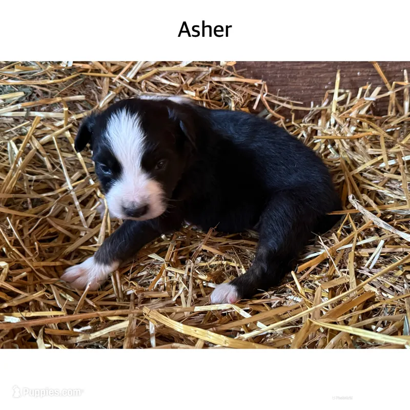Asher – Australian Shepherd puppy for sale in Merrill, IA
