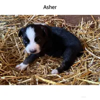 Asher, a male Australian Shepherd for sale in Merrill, IA – 1 of 2