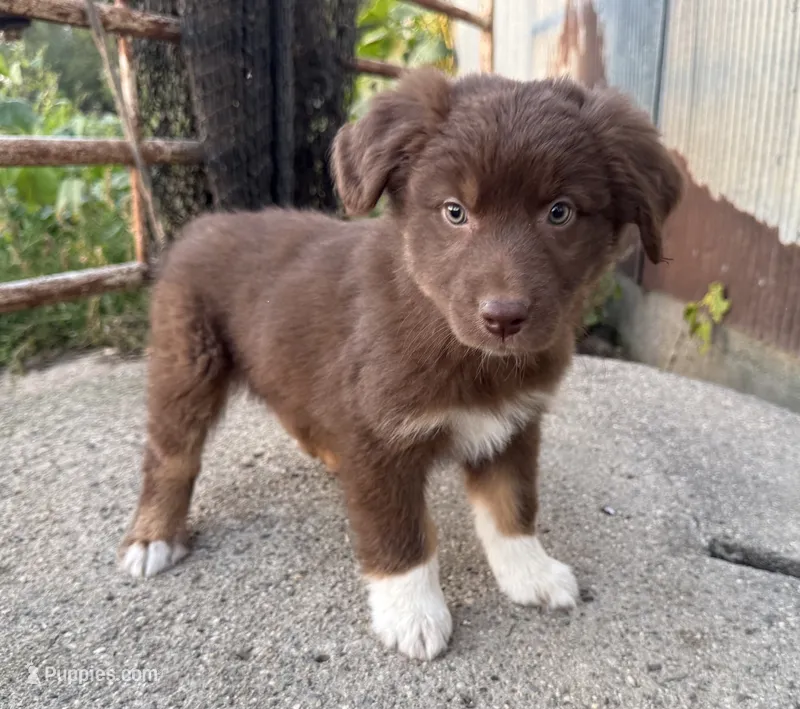 Madi – Australian Shepherd puppy for sale in Merrill, IA