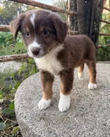 Danica, a female Australian Shepherd for sale in Merrill, IA – 2 of 2