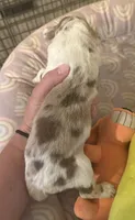 Rex, a male Australian Shepherd for sale in Merrill, IA – 2 of 2