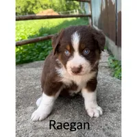 Raegan , a female Australian Shepherd for sale in Merrill, IA – 1 of 2