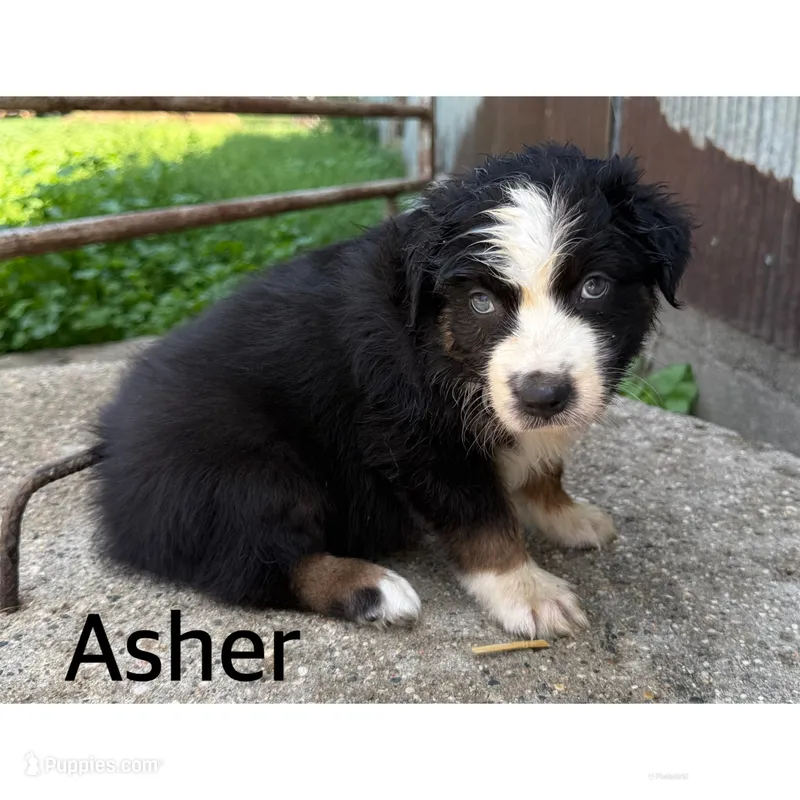 Asher – Australian Shepherd puppy for sale in Merrill, IA