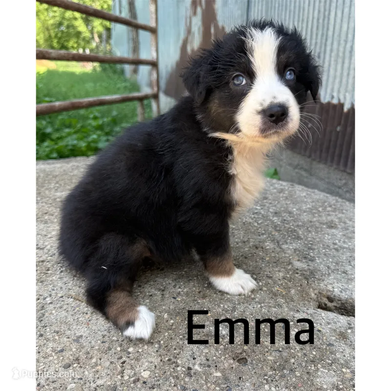 Emma – Australian Shepherd puppy for sale in Merrill, IA