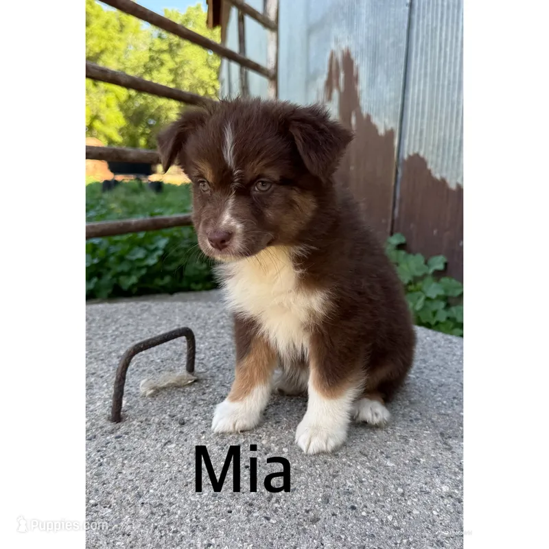 Mia – Australian Shepherd puppy for sale in Merrill, IA
