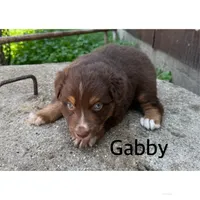 Gabby, a female Australian Shepherd for sale in Merrill, IA – 1 of 2