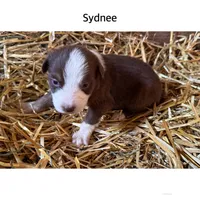 Sydnee, a female Australian Shepherd for sale in Merrill, IA – 1 of 2