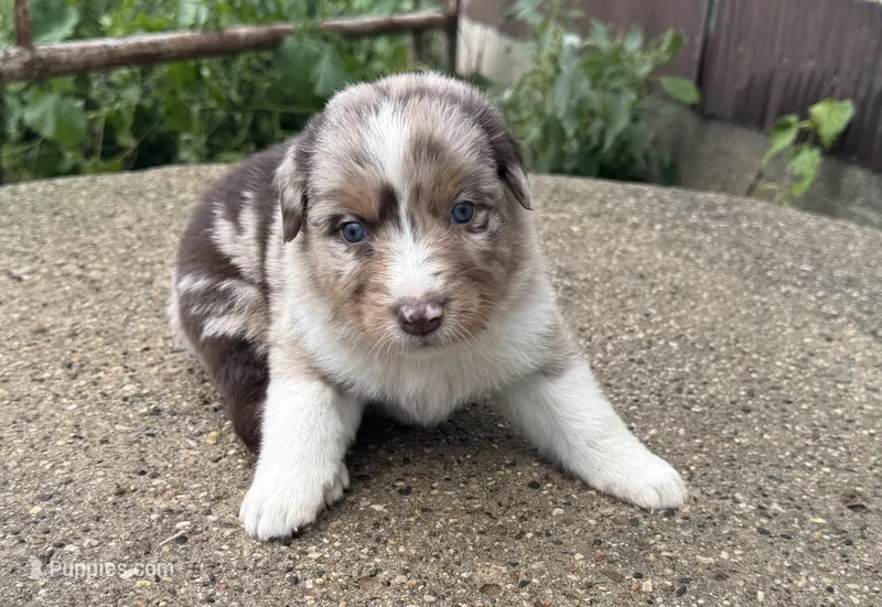 Sylvie  – Australian Shepherd puppy for sale in Merrill, IA