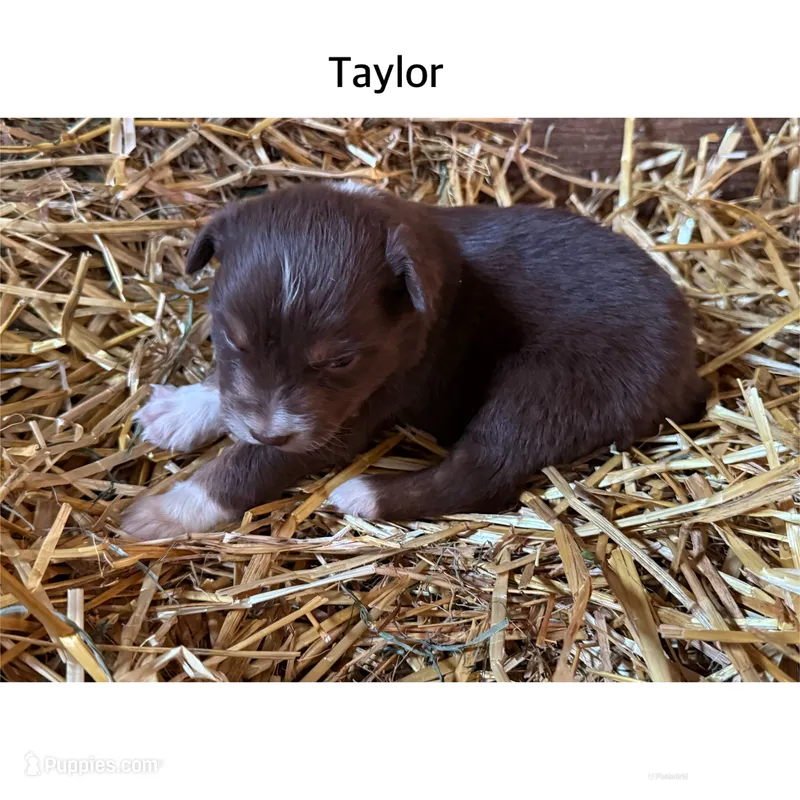 Taylor – Australian Shepherd puppy for sale in Merrill, IA