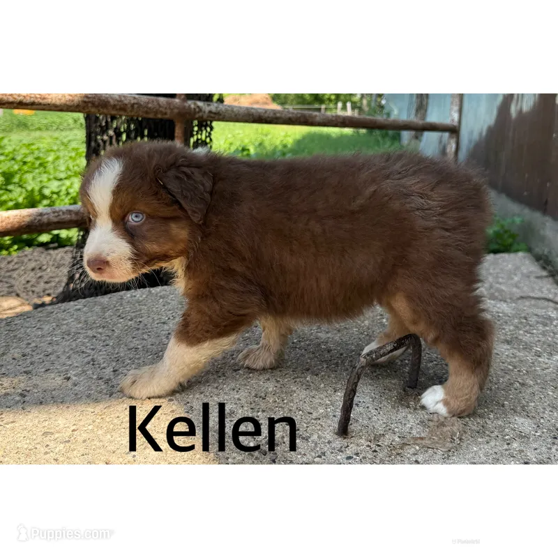 Kellen – Australian Shepherd puppy for sale in Merrill, IA