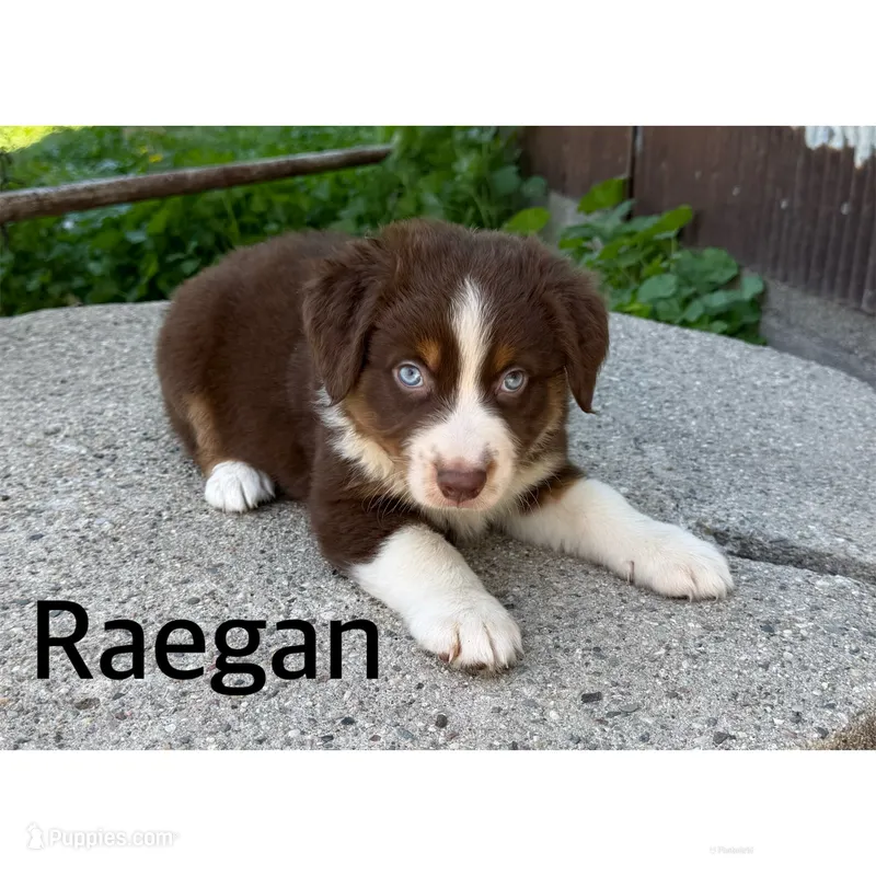 Raegan  – Australian Shepherd puppy for sale in Merrill, IA