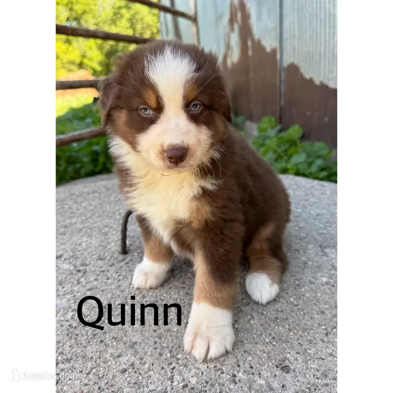 Quinn – Australian Shepherd puppy for sale in Merrill, IA