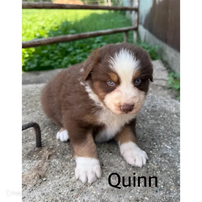 Quinn – Australian Shepherd puppy for sale in Merrill, IA