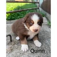 Quinn, a female Australian Shepherd for sale in Merrill, IA – 1 of 2
