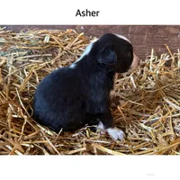 Asher, a male Australian Shepherd for sale in Merrill, IA – 2 of 2