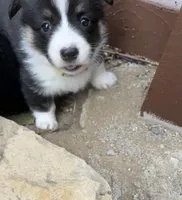 Cleo, a female Pembroke Welsh Corgi for sale in Silver Springs, NV – Photo 6 of 10