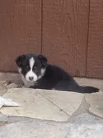 Cleo, a female Pembroke Welsh Corgi for sale in Silver Springs, NV – Photo 7 of 10