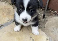 Cleo, a female Pembroke Welsh Corgi for sale in Silver Springs, NV – Photo 2 of 10