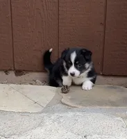 Cleo, a female Pembroke Welsh Corgi for sale in Silver Springs, NV – Photo 5 of 10
