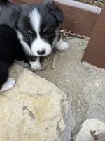 Cleo, a female Pembroke Welsh Corgi for sale in Silver Springs, NV – Photo 9 of 10