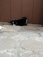 Cleo, a female Pembroke Welsh Corgi for sale in Silver Springs, NV – Photo 8 of 10