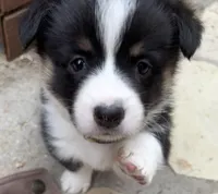 Cleo, a female Pembroke Welsh Corgi for sale in Silver Springs, NV – Photo 1 of 10