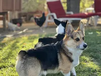 Cleo, a female Pembroke Welsh Corgi for sale in Silver Springs, NV – Photo 10 of 10
