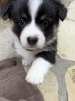 Cleo, a female Pembroke Welsh Corgi for sale in Silver Springs, NV – Photo 3 of 10