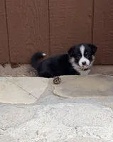 Cleo, a female Pembroke Welsh Corgi for sale in Silver Springs, NV – Photo 4 of 10