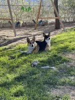 Champ, a male Pembroke Welsh Corgi for sale in Silver Springs, NV – Photo 10 of 10