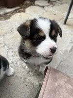 Charlie, a male Pembroke Welsh Corgi for sale in Silver Springs, NV – Photo 4 of 9