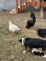 Charlie, a male Pembroke Welsh Corgi for sale in Silver Springs, NV – Photo 9 of 9