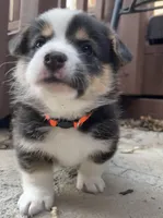 Charlie, a male Pembroke Welsh Corgi for sale in Silver Springs, NV – Photo 3 of 9