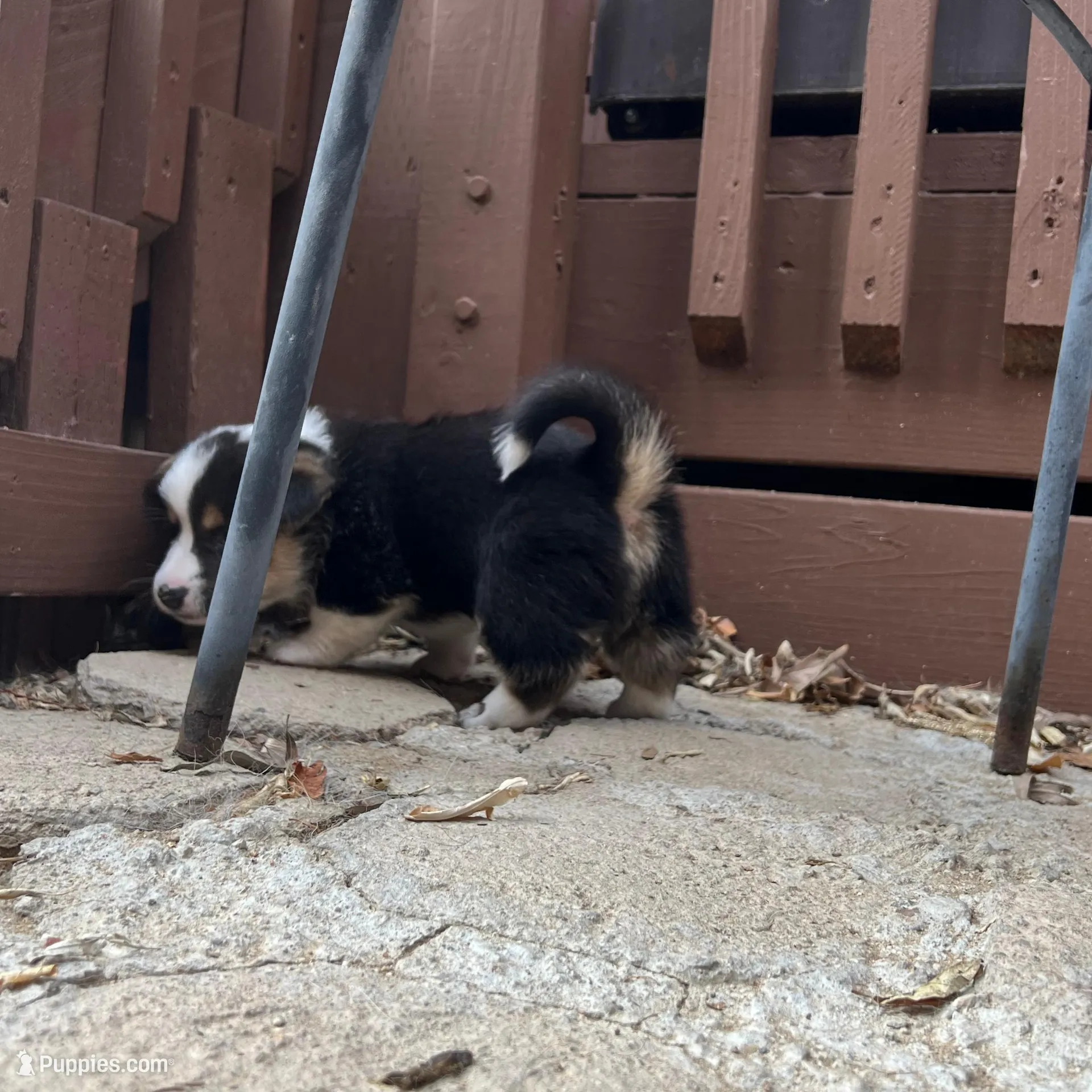Charlie, a male Pembroke Welsh Corgi for sale in Silver Springs, NV – Photo 8 of 9