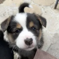 Charlie, a male Pembroke Welsh Corgi for sale in Silver Springs, NV – Photo 1 of 9